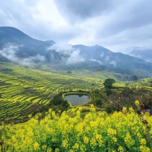 国内各地赏油菜花的地区及时间